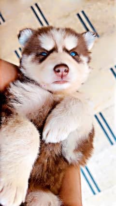 Siberian Husky Supreme Quality Puppy.