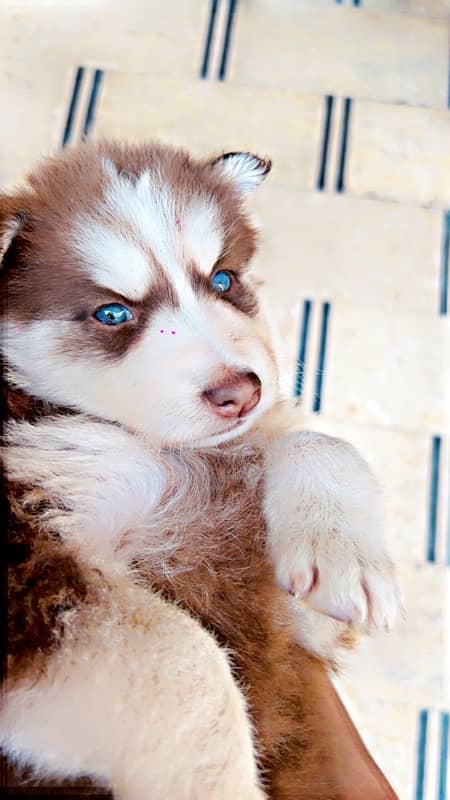 Siberian Husky Supreme Quality Puppy. 2