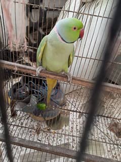 Green Face To face Talking parrot