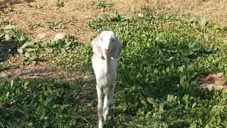 Rajanpuri Khubsorat Goat