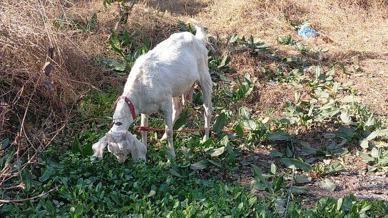 Rajanpuri Khubsorat Goat 1