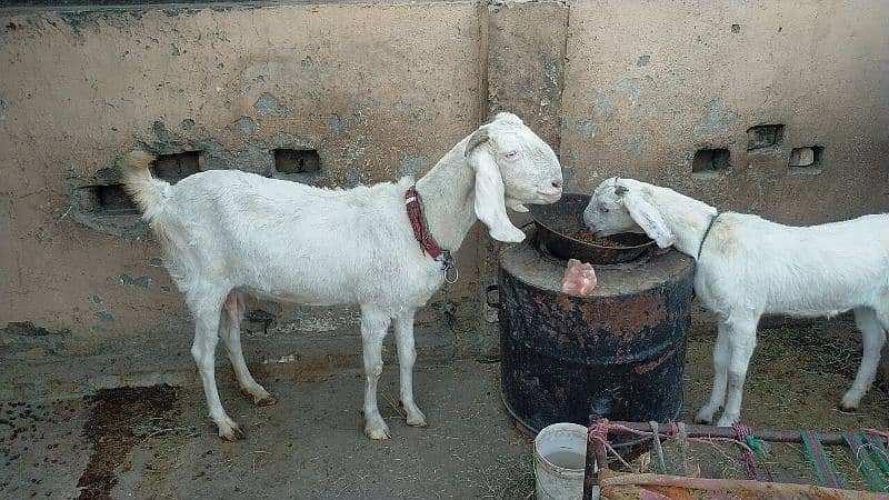 Rajanpuri Khubsorat Goat 2