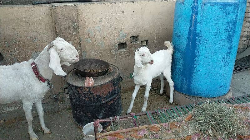 Rajanpuri Khubsorat Goat 3