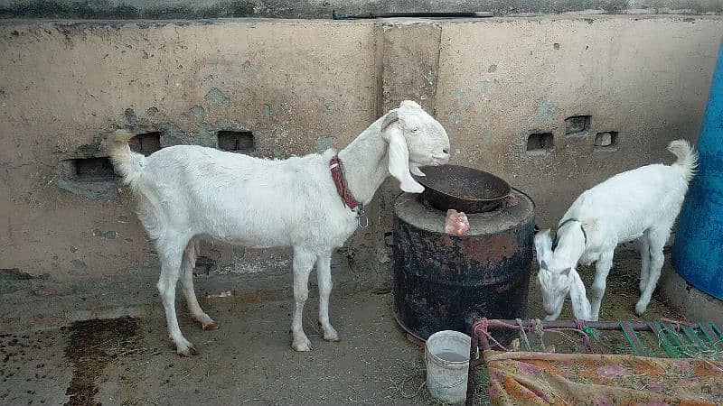 Rajanpuri Khubsorat Goat 4