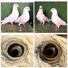 golden/ weshi/ lakhy/ dubwaly/ mix pigeon . . . 1200 per