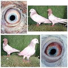 golden/ weshi/ lakhy/ dubwaly/ mix pigeon . . . 1200 per