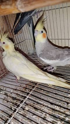 Coctel Bird breeder pair