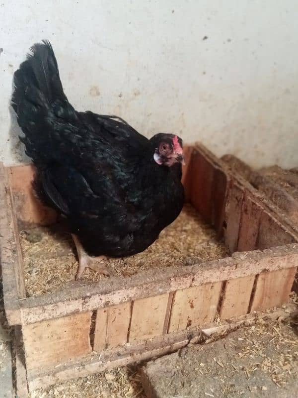 Beautiful Aseel hens for sale 1