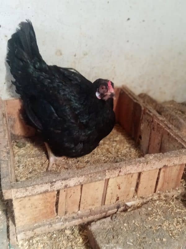 Beautiful Aseel hens for sale 2