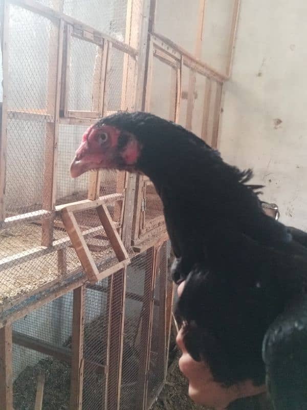 Beautiful Aseel hens for sale 3