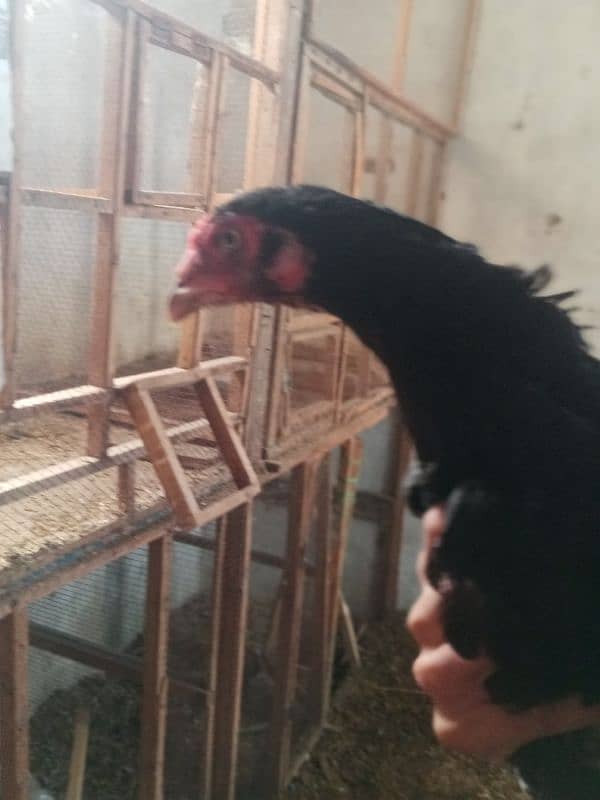 Beautiful Aseel hens for sale 4