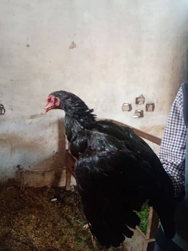 Beautiful Aseel hens for sale 5