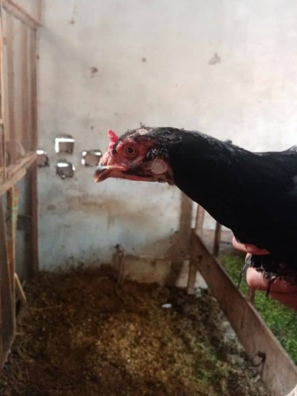 Beautiful Aseel hens for sale 6