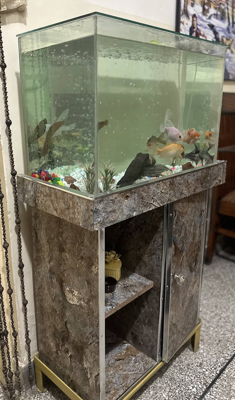Fish Aquarium (complete setup) - Fish - 1098799175