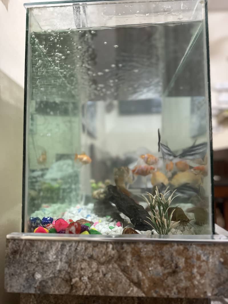 Fish Aquarium (complete setup) - Fish - 1098799175
