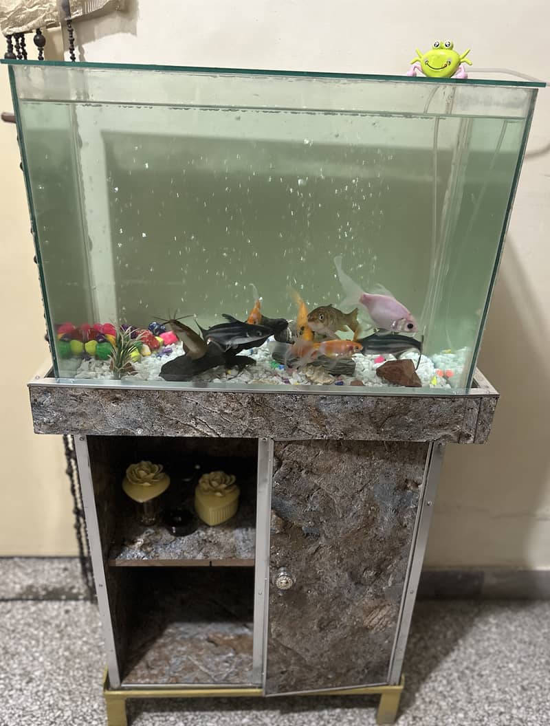 Fish Aquarium (complete setup) - Fish - 1098799175