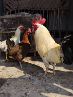 desi murga murgi pair for sale