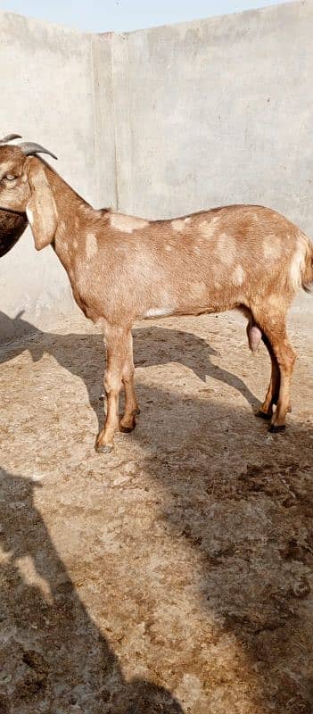 Desi Bakri doodh wali 0