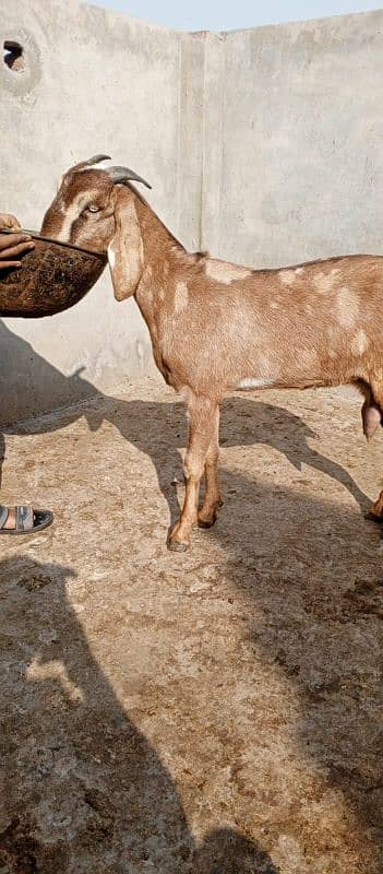 Desi Bakri doodh wali 1