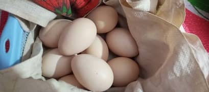 White Shamo Eggs 03164921635