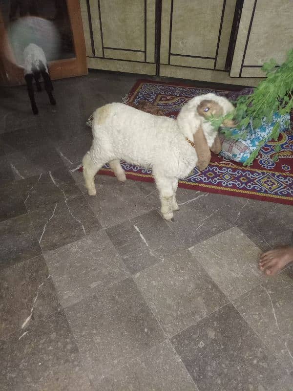 sheep for sale 3