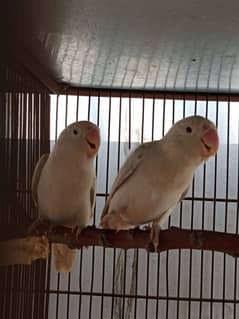 Albino Red Eye To Split Breeder Pair.