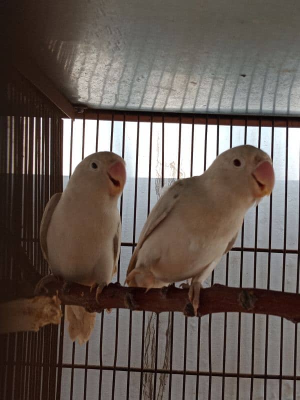 Albino Red Eye To Split Breeder Pair. 0