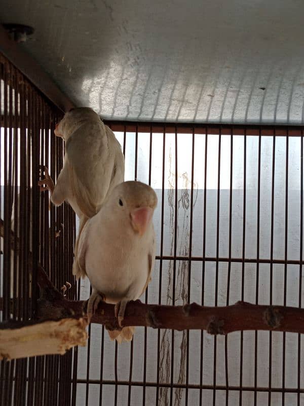 Albino Red Eye To Split Breeder Pair. 1