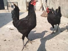 black Australorp pathay pathi