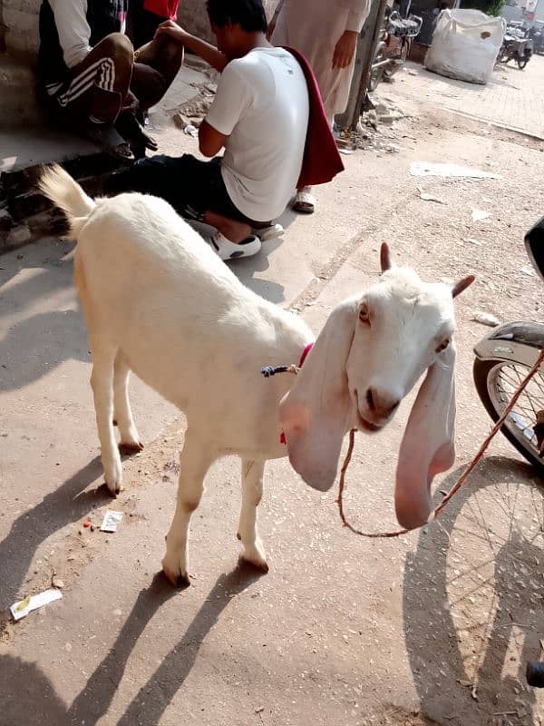 barbari bakri 0