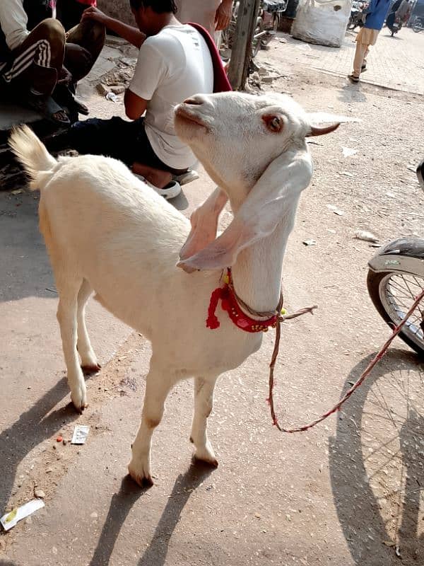 barbari bakri 1