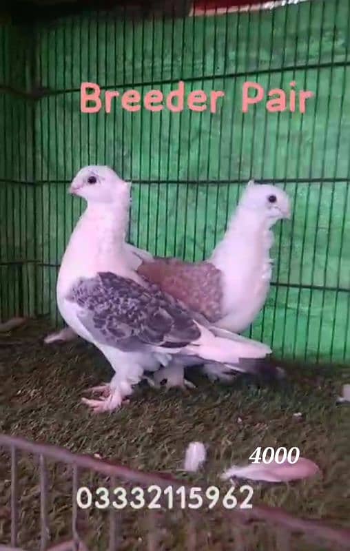 Quality fancy breed 1