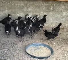 Australorp chicks