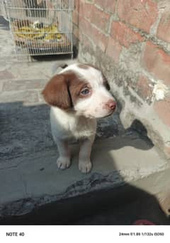 Pointer Lab gray eyes