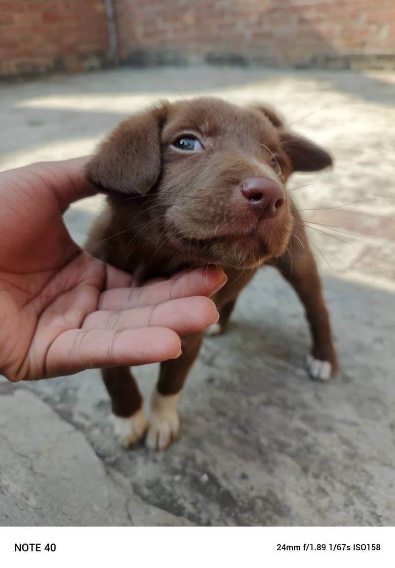 Pointer Lab gray eyes 1