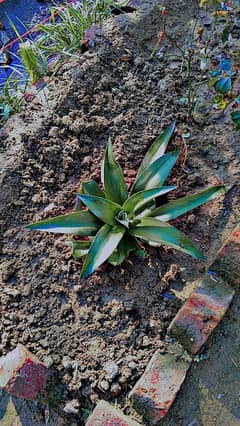 Flowers and plants