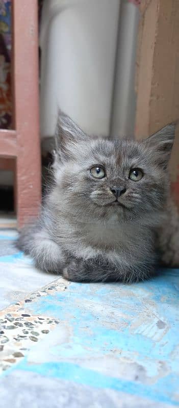 white, Black kitten / doll face | persian cat| cute/double/triple coat 0