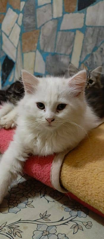 white, Black kitten / doll face | persian cat| cute/double/triple coat 1