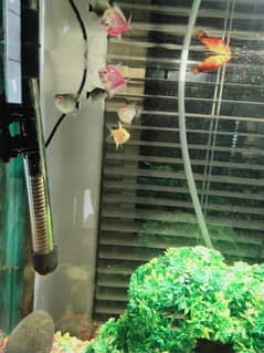 5 tetras for sale