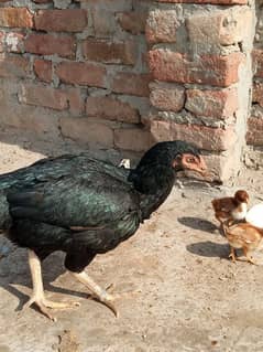 2 pure mianwali aseel murghian 1,murgha 5 chick's or 5 eggs