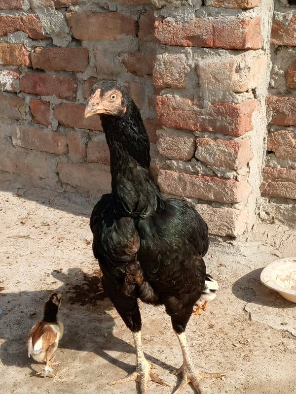 2 pure mianwali aseel murghian 1,murgha 5 chick's or 5 eggs 5