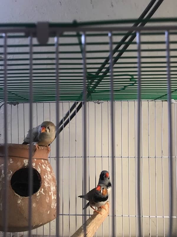 Finches Pair & Single Male for Sale – Proven Breeders!  0