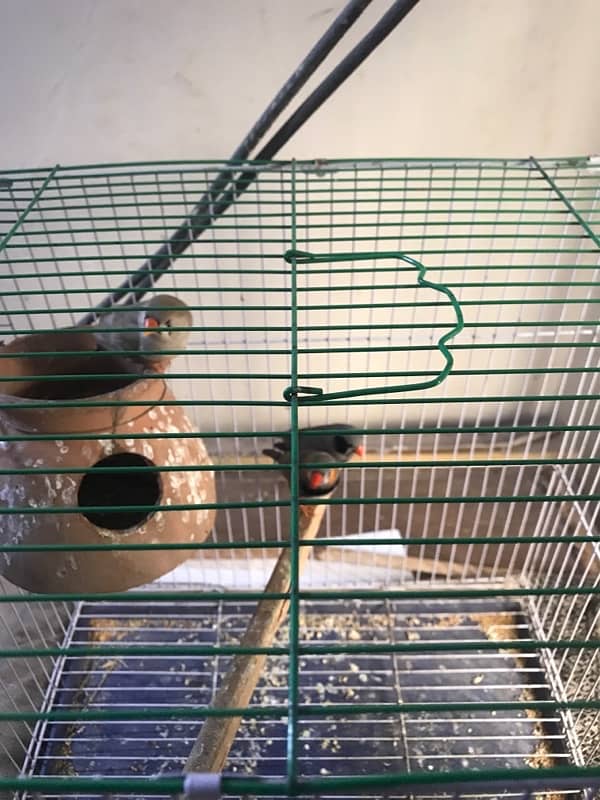 Finches Pair & Single Male for Sale – Proven Breeders!  1