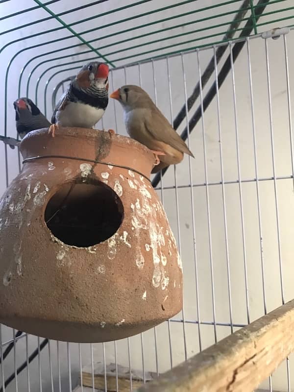 Finches Pair & Single Male for Sale – Proven Breeders!  3