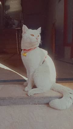 white Persian cat