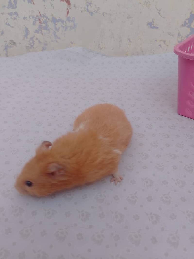 Hamster breader Male 0