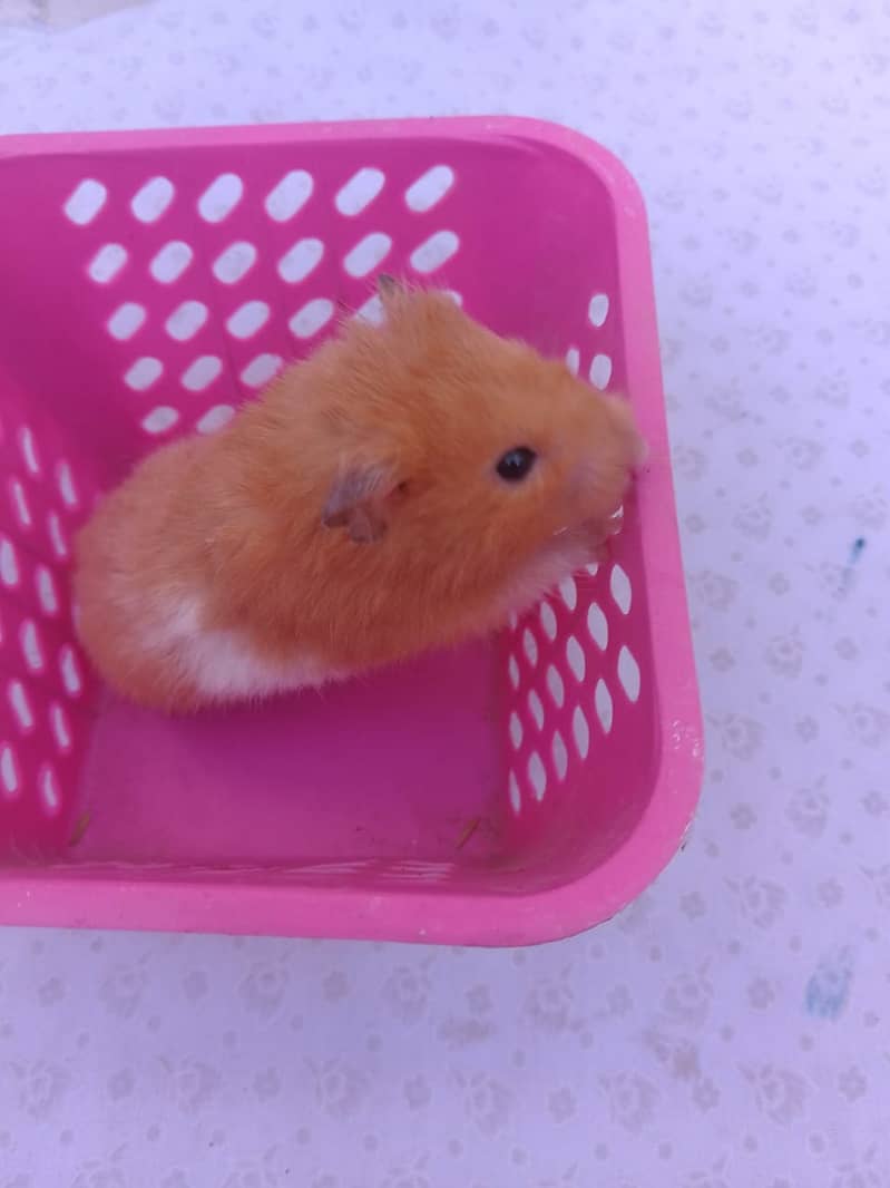 Hamster breader Male 1