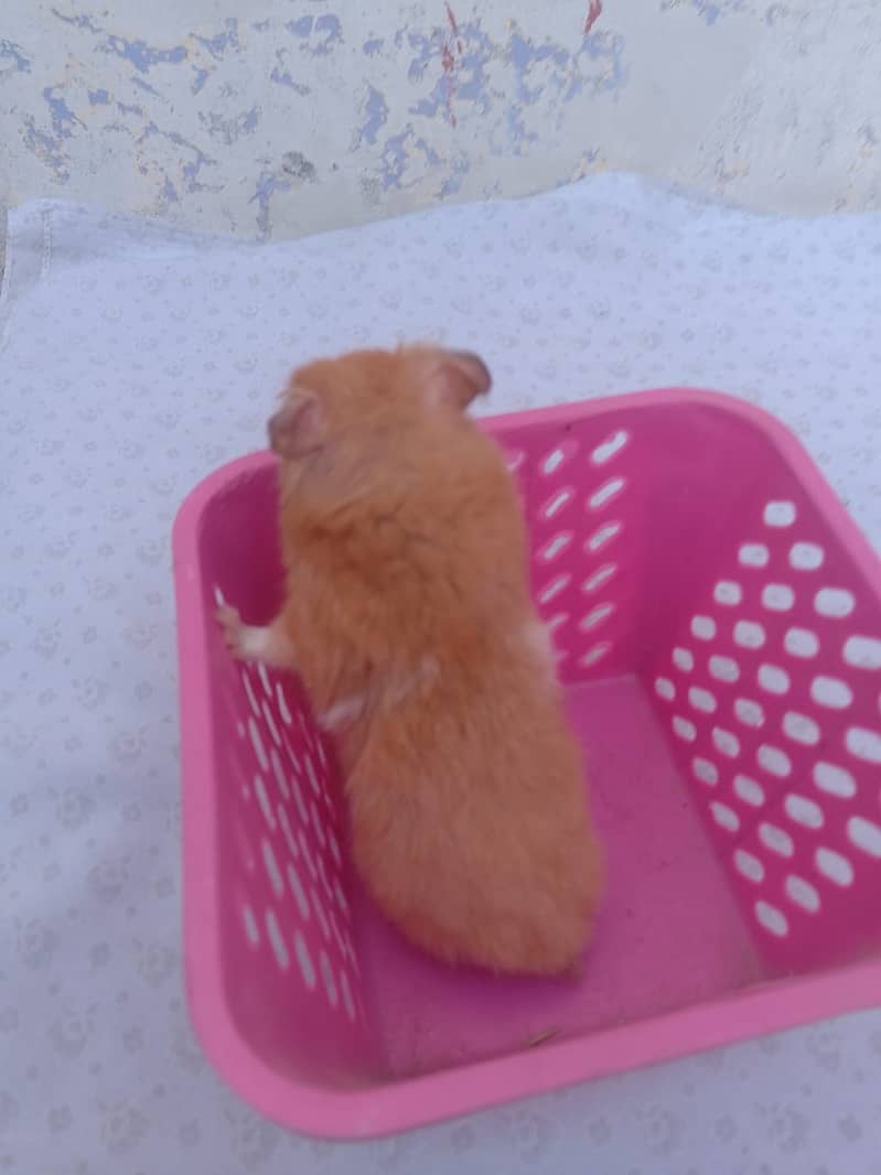 Hamster breader Male 2