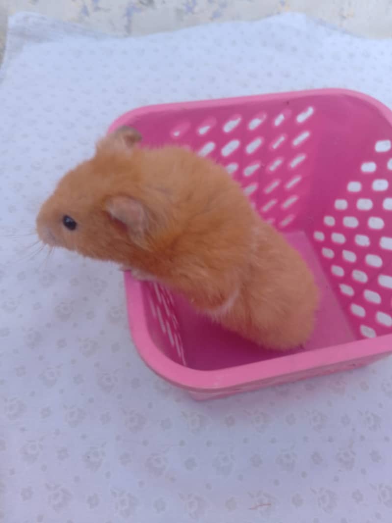 Hamster breader Male 3