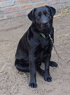 7 month Age pure black Color Labrador